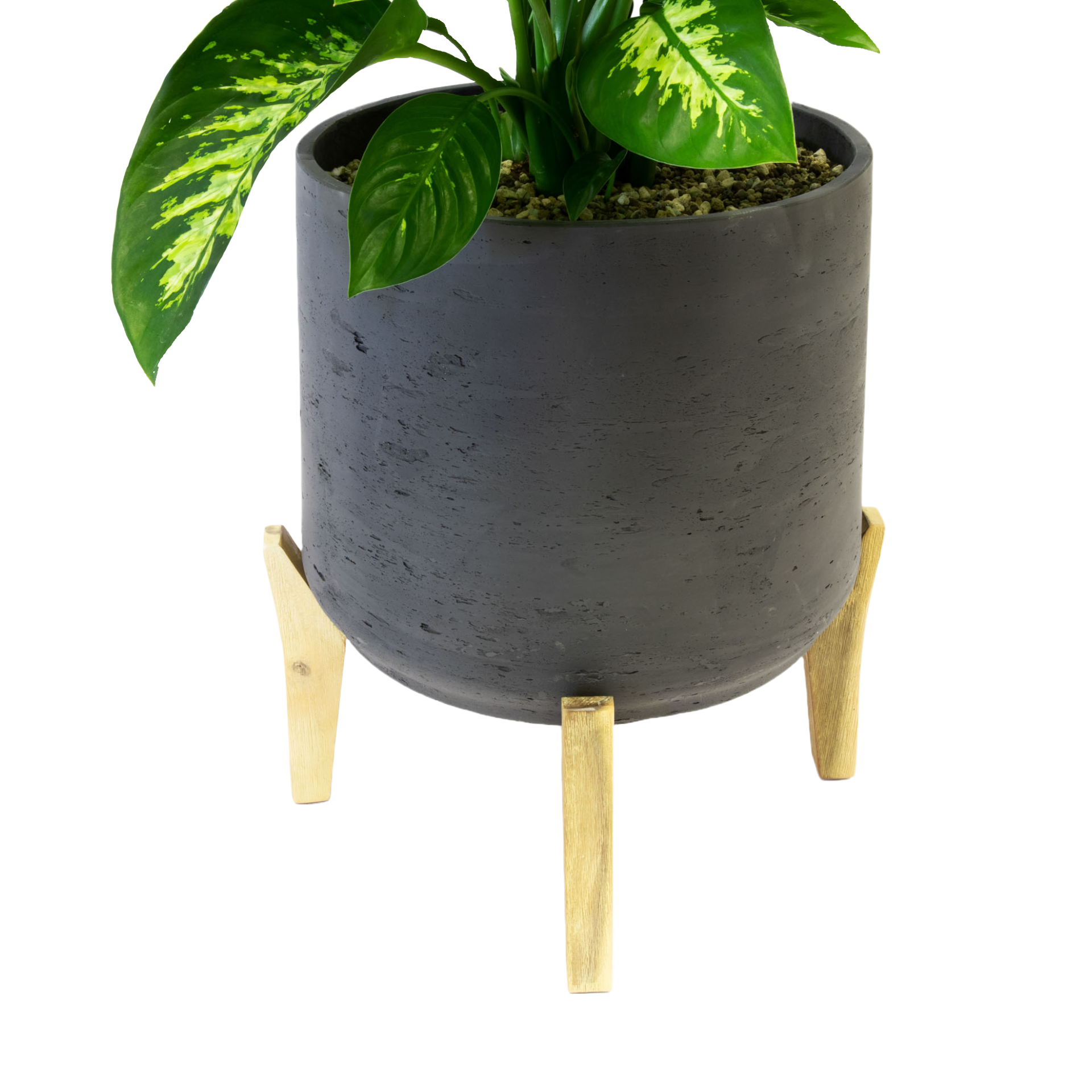 Plant Monstera